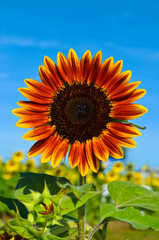 Sunflower in the field with blue sky © bentaboe