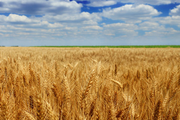 Wheat field against a blue sky