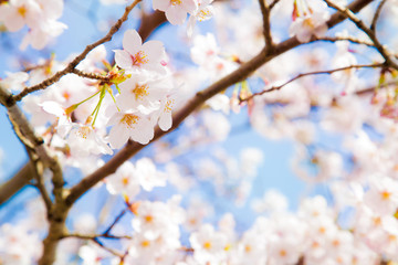 桜　ソメイヨシノ　千葉　船橋　海老川