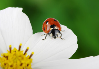 Ladybug and flower