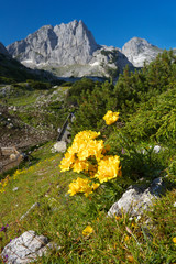 Mountain Flower