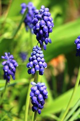 purple grapes hyacinths in spring