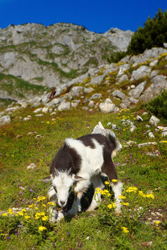 Young Goat on Pasture