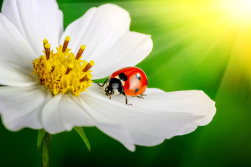 Ladybug and flower - obrazy, fototapety, plakaty