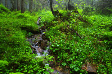 Fototapeta premium Creek in the woods