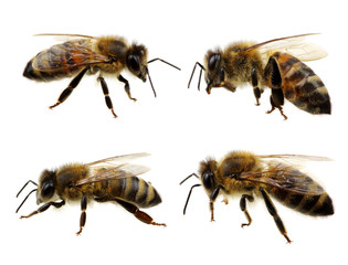 Set of bee