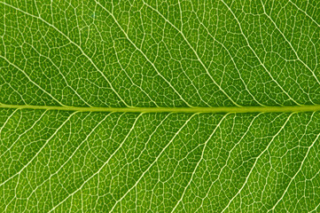  green leaf texture