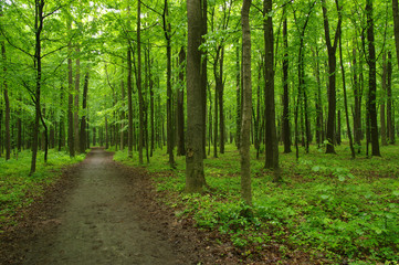 green forest