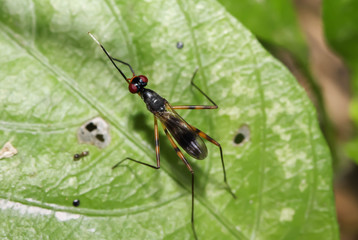 Closeup of long-legged flies on green leaf