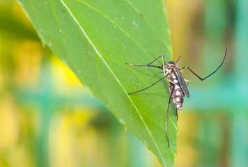 Closeup of common house mosquito on green leaf