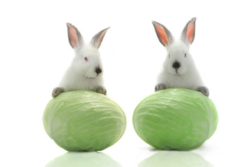 two white rabbit