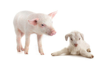Fototapeta na wymiar pig and goat