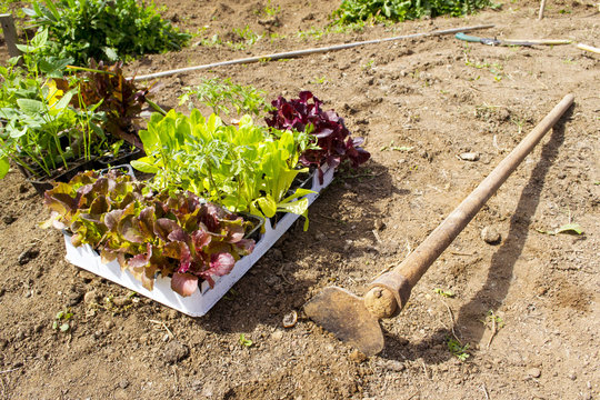 piantine pronte per essere seminate in un orto