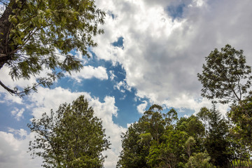 	The blue sky and the clouds seems between trees.
