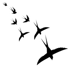 the flight of the birds