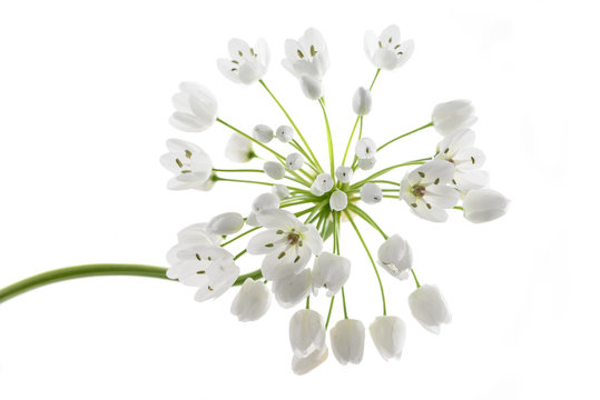 Ramsons flowers