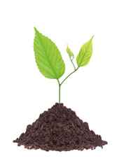 green spring plant grows from the soil isolated on white