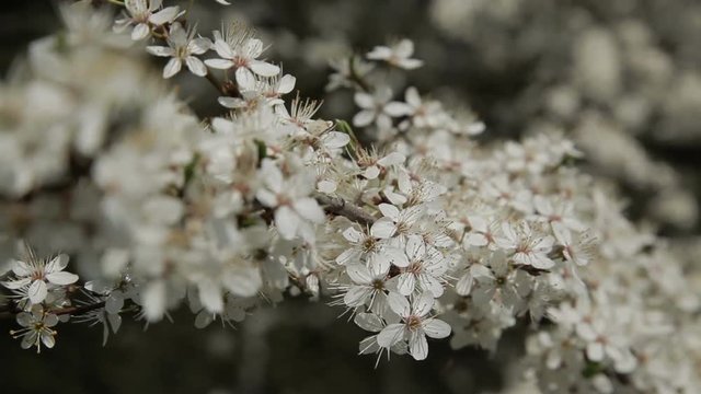 Garden blooming cherry. Flowering cherry - Stock Footage