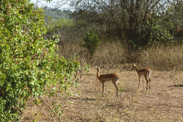 Two antelopes hanging between trees. Antelope realizes the camera and look with curious eyes.
