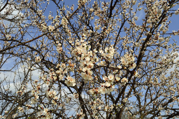 Beetle on a flower apricot