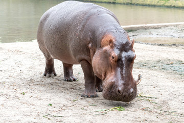 Hippopotamus