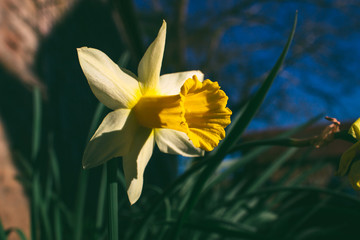 Narcissus flower outdoors in garden