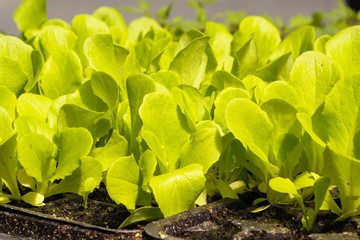 piantine di insalata da piantare