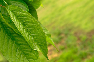 Fresh green leaf
