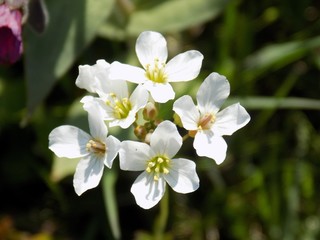 White flowers