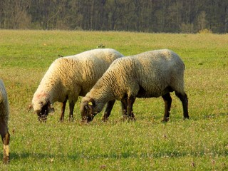 Sheep grazing on meadow