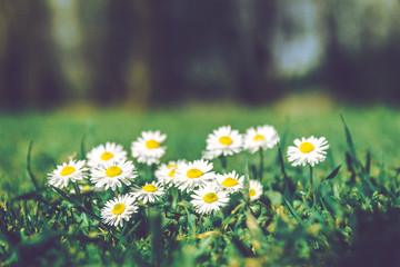Summer Field with White Daisies. Selective Focus