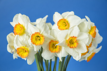 bouquet of narcissus