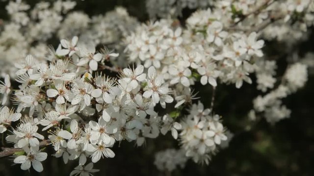 Garden blooming cherry. Flowering cherry - Stock Footage