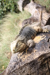 Cuba reptile