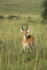 Naklejka na ściany i meble Lonely impala in the savanna of Murchison Falls National Park in Uganda, Africa