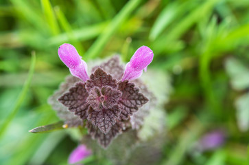 Blüten einer Taubnessel - Makroaufnahme