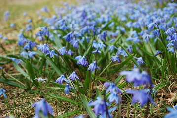 Scilla siberica flower's blossom in the garden. Scilla siberica is a species of flowering plant in...