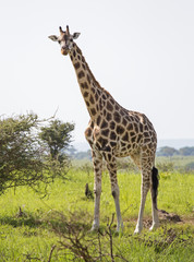 Naklejka na ściany i meble African giraffe at the savanna at Murchison Falls National Park in Uganda, Africa