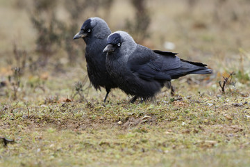Western Jackdaw (Corvus monedula)