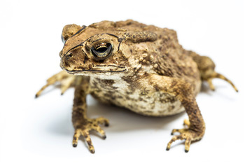 common toad on white background 