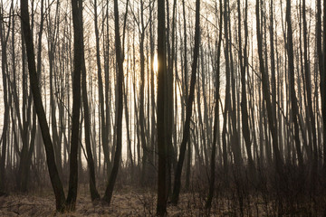 Ciemny las