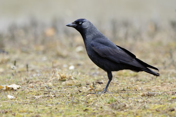 Western Jackdaw (Corvus monedula)