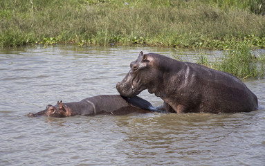 Fototapeta na wymiar Hippopotamus mating in the Nile river at the Murchison Falls National Park in Uganda, Africa