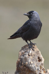 Jackdaw (Corvus monedula ) resting on a rock in their habitat