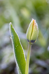 Knospe einer Tulpe mit Eiskristallen