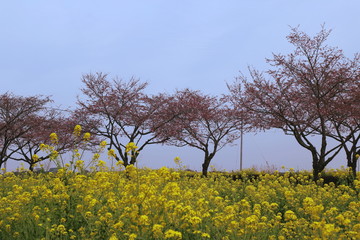桜と菜の花 / 栃木県にて桜と菜の花を写真に収めました。