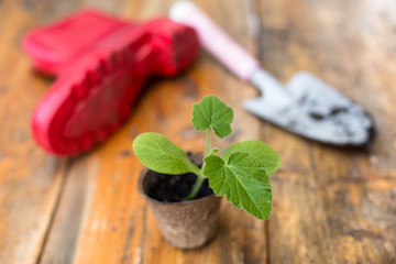 Seedling and garden tools on a wooden background.Garden concept.