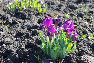 purple dwarf irises 