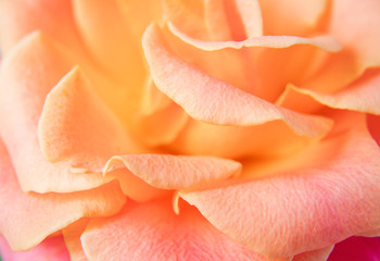 orange roses petals in close view