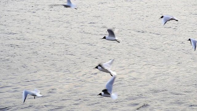 Seagulls over the water. slow motion